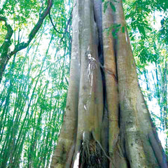 5ml